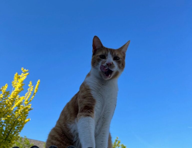 best graphic design courses gfxtek