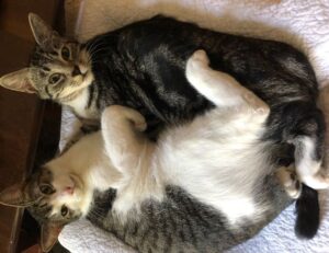 bug munjoff1445 apk fixes