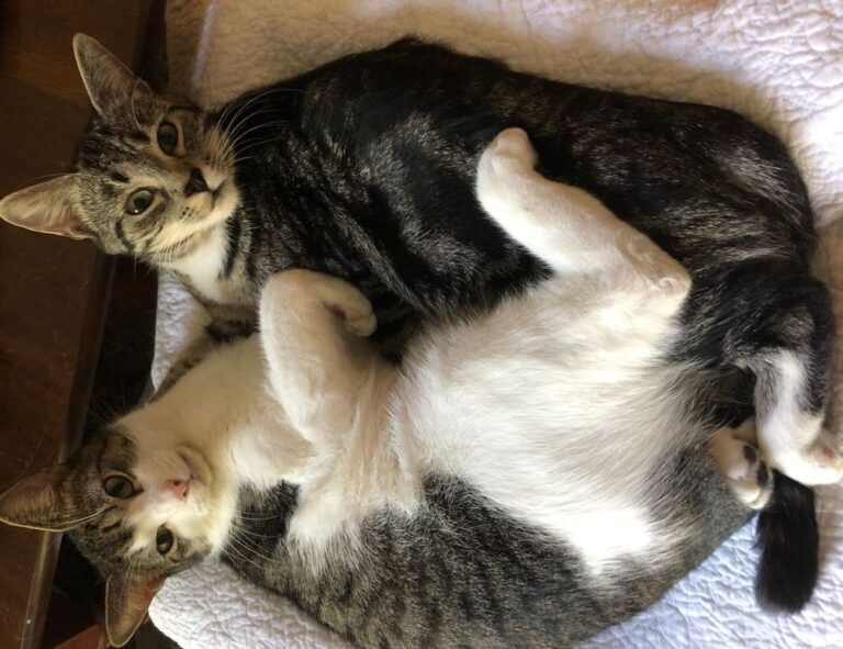 bug munjoff1445 apk fixes