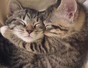 emblem listings flpsymbolcity