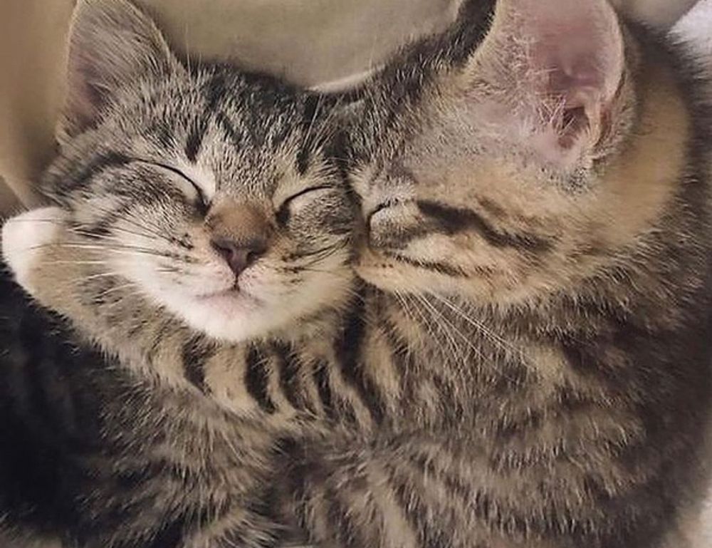 emblem listings flpsymbolcity