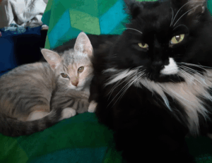 emerging tech trends etrstech