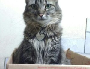 free marks flpsymbolcity