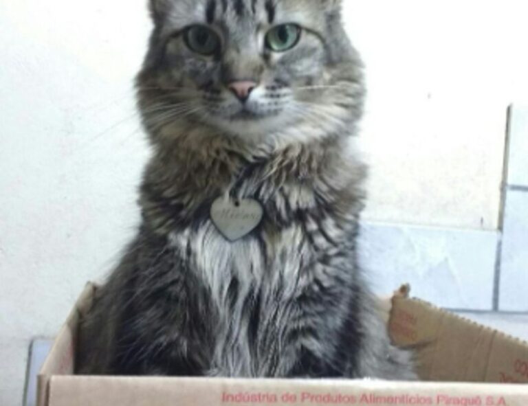 free marks flpsymbolcity