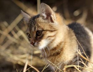 gamrawtek guides released