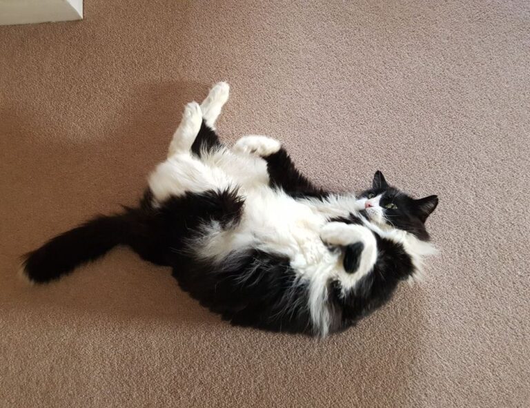 graphic design with ai gfxtek