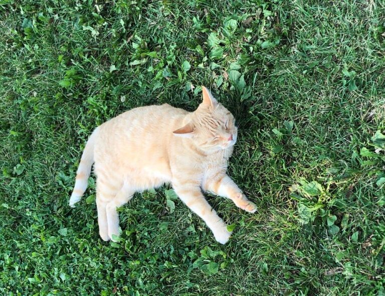 how does biszoxtall work