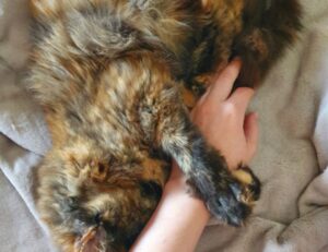 how to fix susbluezilla code