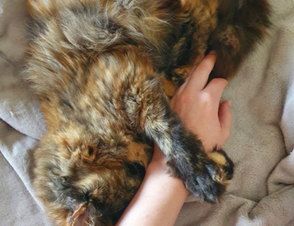 how to fix susbluezilla code