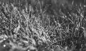 how to run genboostermark python in online