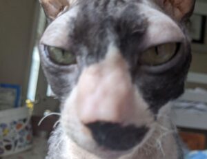 how to use uhoebeans software