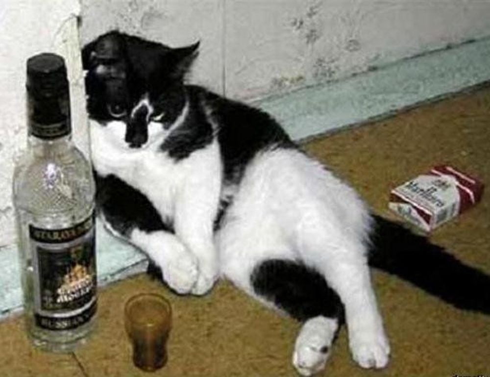 is kayudapu rich in iron