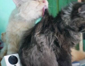 java software wbsoftwarement