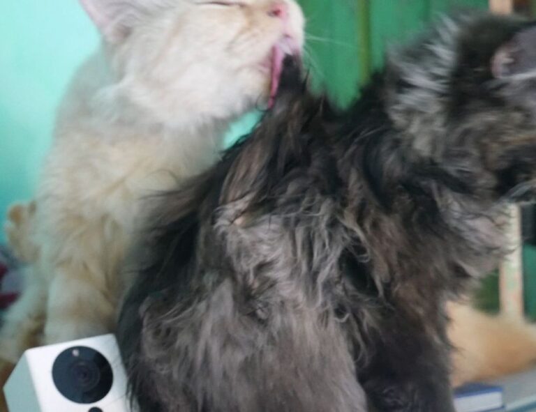 java software wbsoftwarement