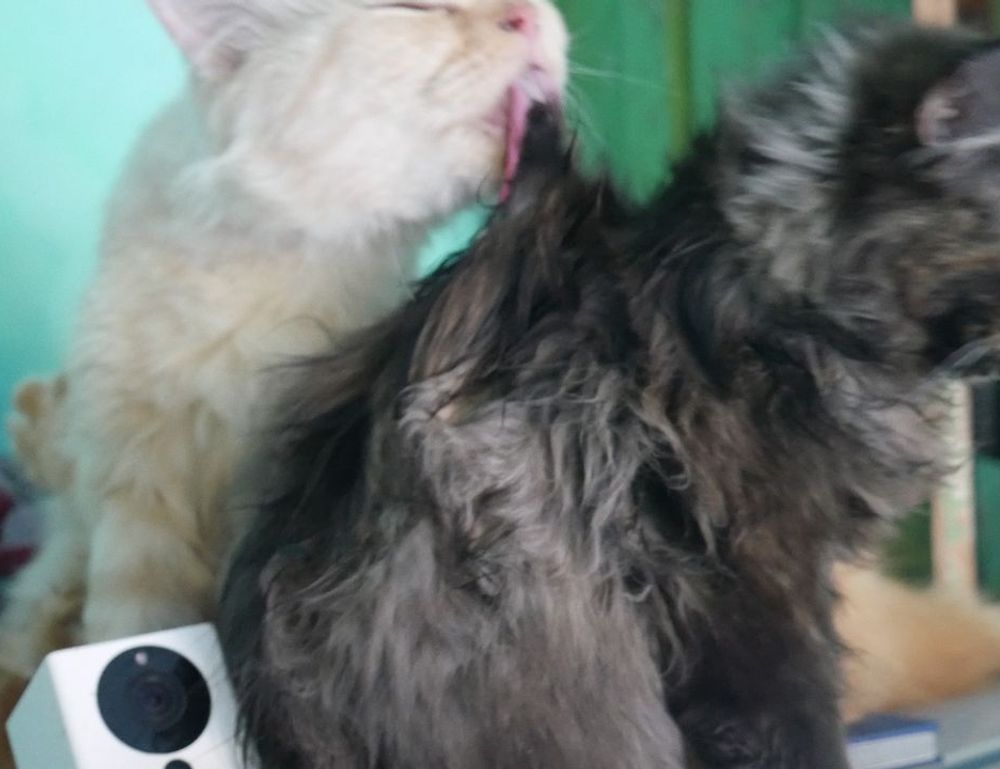 java software wbsoftwarement