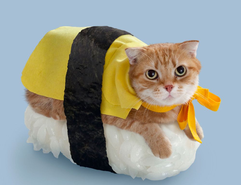 latest tech news scookietech