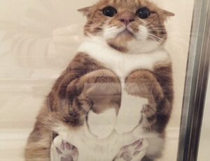 logo listings flpsymbolcity