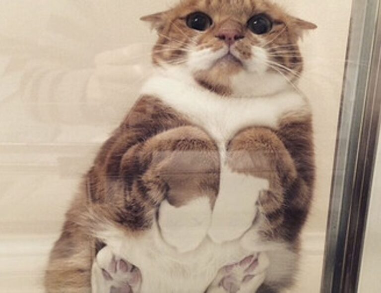 logo listings flpsymbolcity