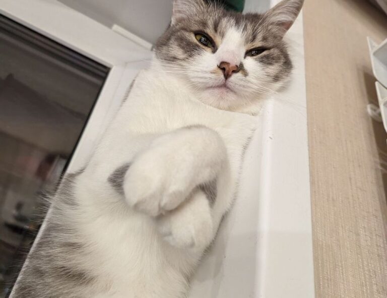 python error oxzep7 software