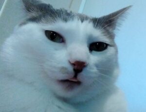 software dowsstrike2045 python update