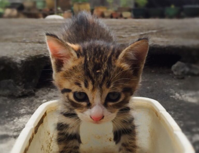 ways to use uhoebeans software