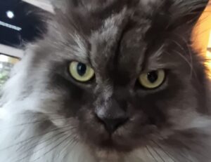 what a graphic designer can make gfxtek