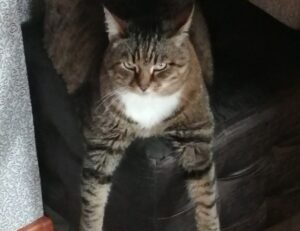 what are graphic design software gfxpixelment