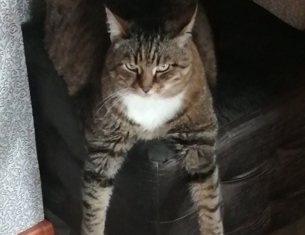 what are graphic design software gfxpixelment