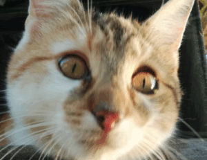 what is a good design software gfxpixelment