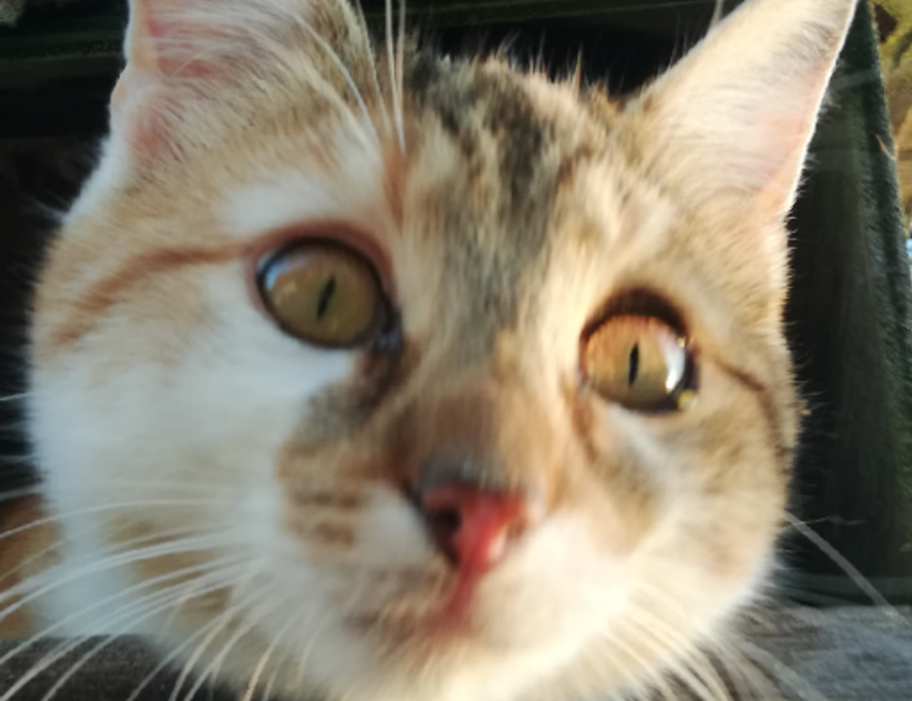 what is a good design software gfxpixelment