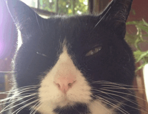 what new tech is coming out scookietech