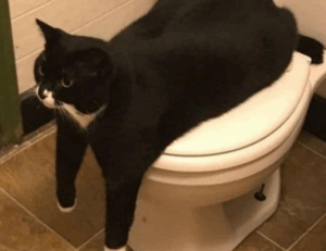 which news app is the best scookietech