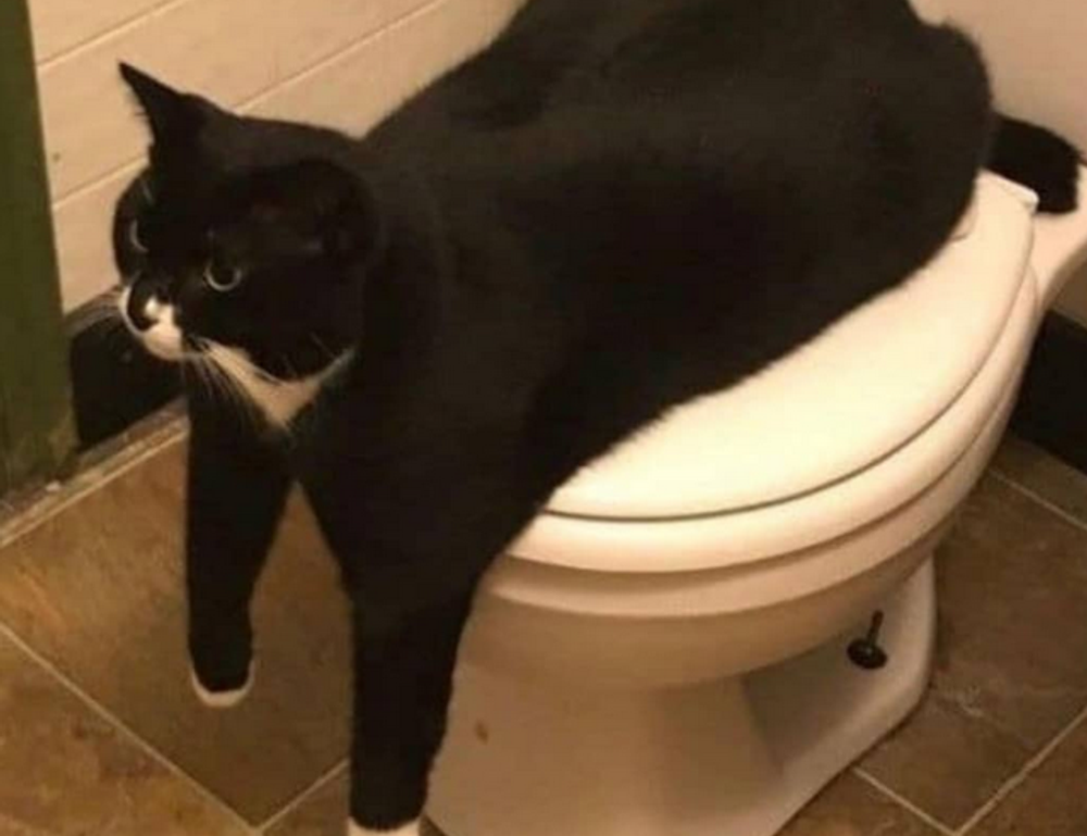 which news app is the best scookietech