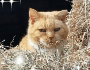 which trends affect igaming etrstech