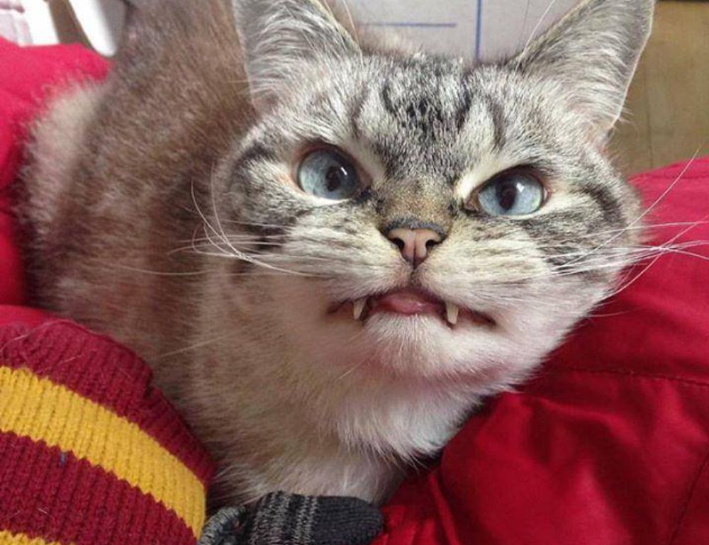 why can't i run my genboostermark code