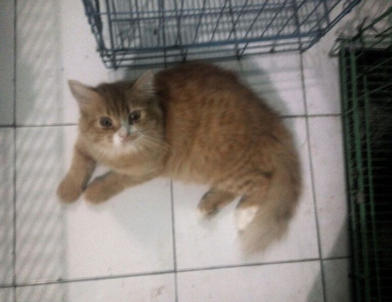 why genboostermark software is so popular