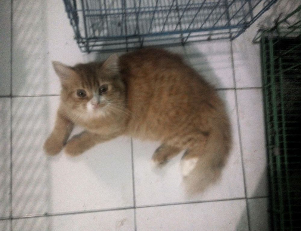 why genboostermark software is so popular