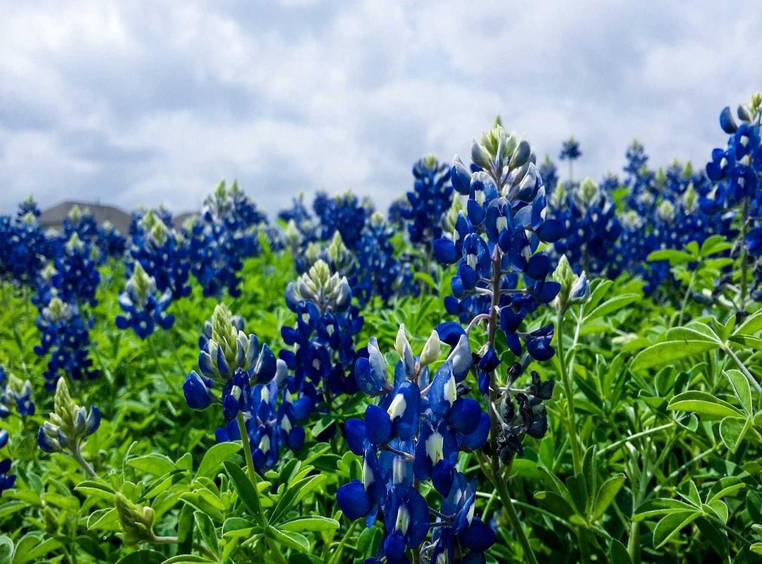 Decoding the Language: A Guide to Bang Bona Terminology