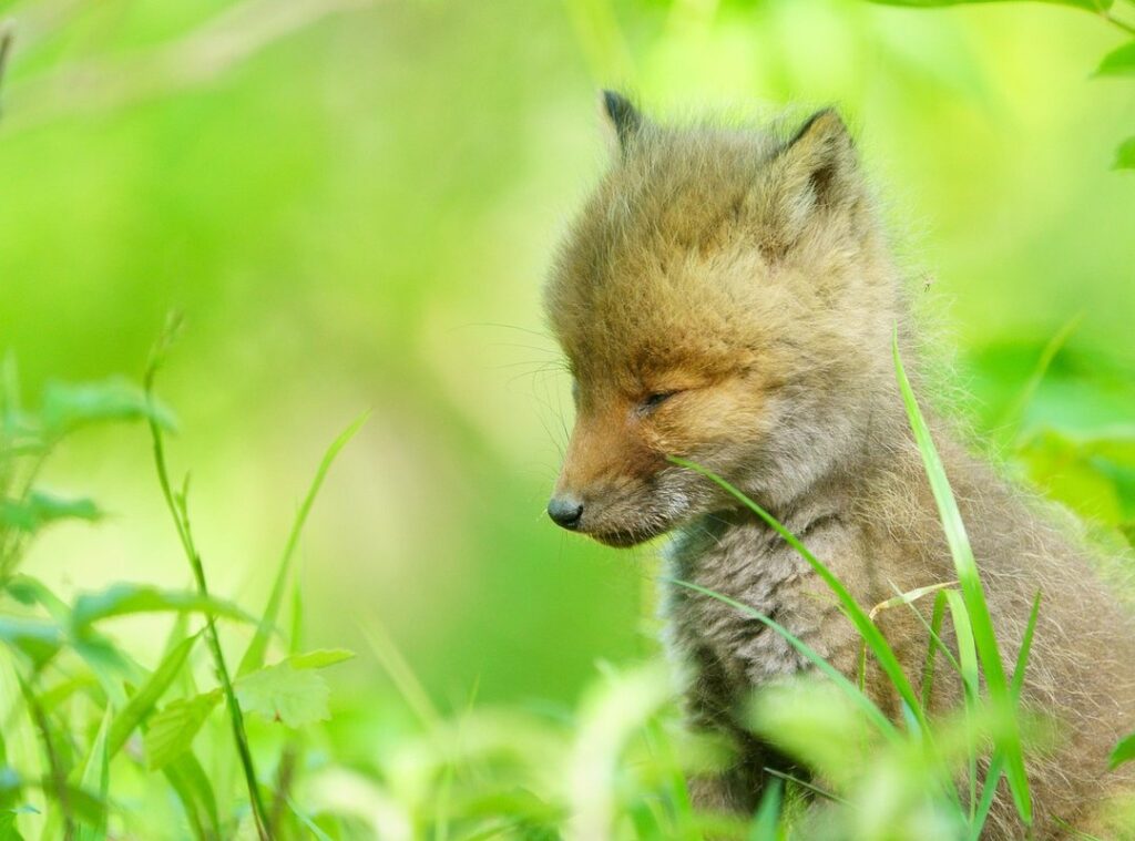 cute kawaii poppetjes kleurplaat