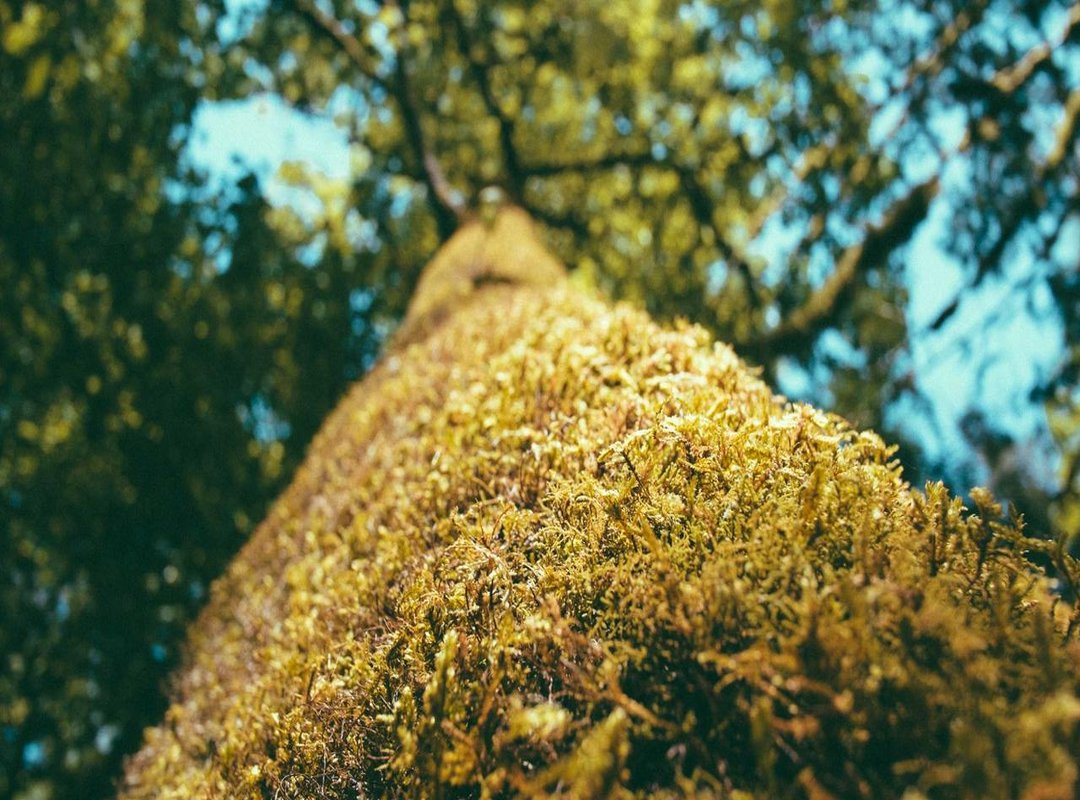 Delina vs. Delina Exclusif: Which One Should You Choose?