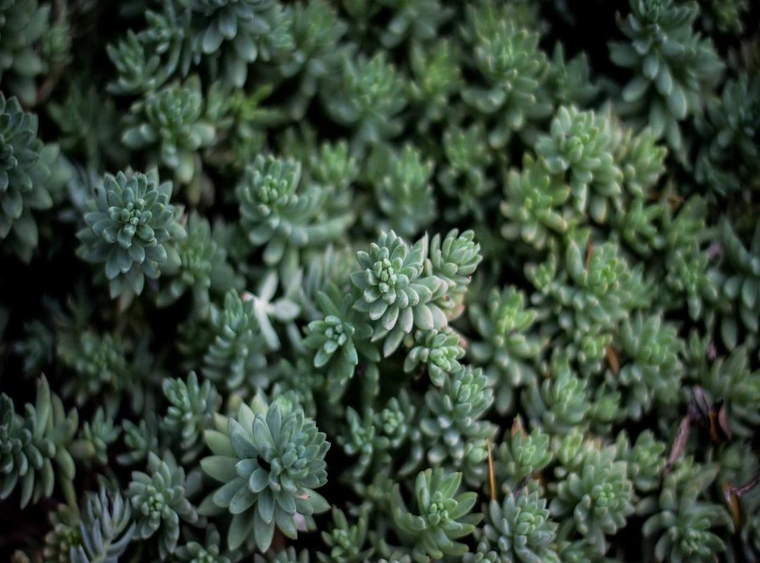 How to Set Your New fondos bluey wallpaper (For Any Device)